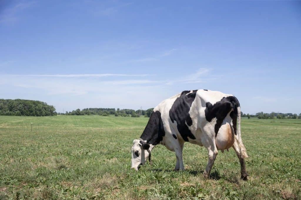 grass fed cow for whey 