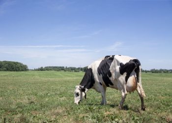 Best Grass Fed Whey Protein