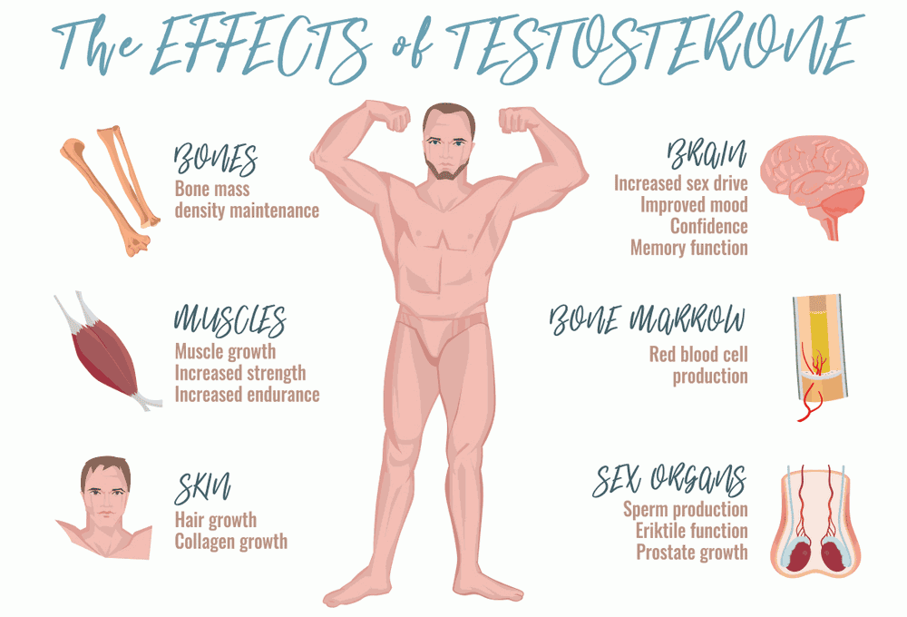 Testosterone effects Infographic