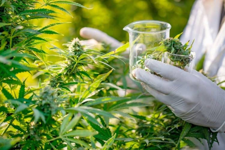 Best Hemp Protein Powders