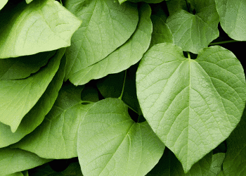 Best Kava Supplements