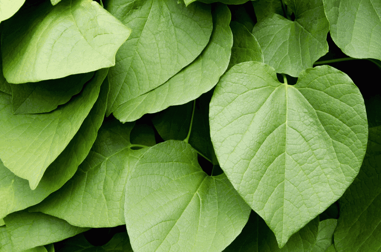 Best Kava Supplements