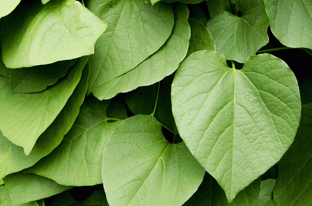 Kava plant from Polynesia